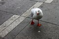 Pigeon cocking his head and giving a funny look with his eye as he walks toward the camera on a dirty pavement