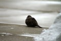 Pigeon in the Cold Snow