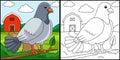 Pigeon Coloring Page Colored Illustration Royalty Free Stock Photo