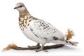 Pigeon, Columba palumbus, in front of white background Generative AI animal ai