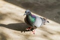Pigeon columbidae Walking Royalty Free Stock Photo
