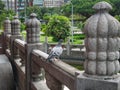 Pigeon on concrete bridge railing Royalty Free Stock Photo