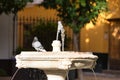 A pigeon cools off in a fountain in seville. It\'s hot in summer and the pigeon takes a bath