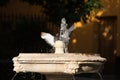 A pigeon cools off in a fountain in seville. It\'s hot in summer and the pigeon takes a bath