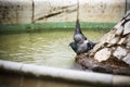 A pigeon cools at a public fountain