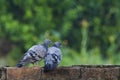 Pigeon couple birds love moment Royalty Free Stock Photo