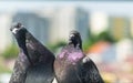 Pigeon Couple `Columba livia domestica`