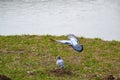 Pigeon courtship, Ostrava, North Moravia, Czech Republic Royalty Free Stock Photo