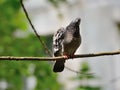 A pigeon with a curious expression sits on a branch and looks into the frame