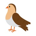 pigeon cute illustration