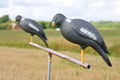 Pigeon decoy on stand