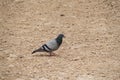 Pigeon on The Desert Ground