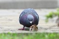 Pigeon disputing bread piece with sparrow