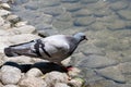 Pigeon. Dove. Beautiful pigeon close up. City birds