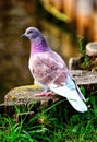 pigeon dove bird colorful beautiful