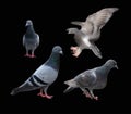 Pigeon dove bird isolated on black background Royalty Free Stock Photo