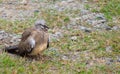 Pigeon or dove bird standing on the floor Royalty Free Stock Photo