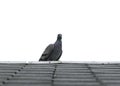 Pigeon or dove birds on roof tile.