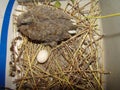 Pigeon, dove Close up Baby bird Hatching pigeon, dove,Birth of new life, Cute baby Animal ,slow life ,Cute bird, birds * Nest Bi Royalty Free Stock Photo