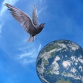 Pigeon dove flying over Earth, blue sky and clouds Royalty Free Stock Photo