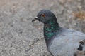 Pigeon. Dove. The large bird genus Columba comprises a group of medium to large stout-bodied pigeons,