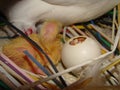 Pigeon , dove, Nest Bird, close up. chick hatching from an egg and a day old chick in the nest. chick Baby bird Hatching pigeon, Royalty Free Stock Photo