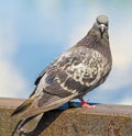 Pigeon dove Royalty Free Stock Photo