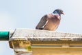 Pigeon, dove, bird on a street lantern from below, with light blue sky