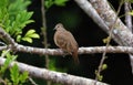 Pigeon dove in tree during summer in Costa Rica, beautiful peace avian