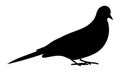 Pigeon (dove) vector silhouette for logos, icon Royalty Free Stock Photo