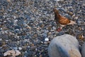 Pigeon Dove walking on beach with plastic waste, bad environment Royalty Free Stock Photo