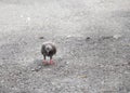 Pigeon or dove walking on road Royalty Free Stock Photo