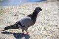 Pigeon Dove walking on the sand beach and sea. Royalty Free Stock Photo