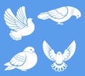 Pigeon or dove, white bird flying with spread wings in sky or sitting set. Royalty Free Stock Photo