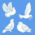 Pigeon or dove, white bird flying with spread wings in sky or sitting set. Royalty Free Stock Photo