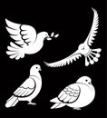 Pigeon or dove, white bird flying with spread wings in sky or sitting set. Royalty Free Stock Photo