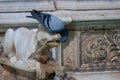 Pigeon drinking from a fountain in Siena, Italy