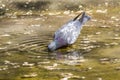 Pigeon drinking water