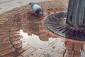 Pigeon drinking water on the floor of a urban fountain Royalty Free Stock Photo