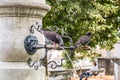 Pigeon drinking water from fountain in public park