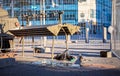 Pigeon drinking water on a street