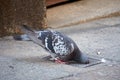 Pigeon Drinking water from sewer