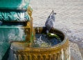 Pigeon drinking water in summer