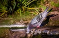 Pigeon drinking water