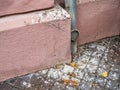 Pigeon droppings on the facade Pigeon plague Royalty Free Stock Photo