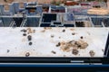 Pigeon droppings on the windowsill Royalty Free Stock Photo