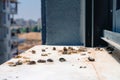 Pigeon droppings on the windowsill Royalty Free Stock Photo