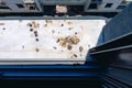 Pigeon droppings on the windowsill Royalty Free Stock Photo