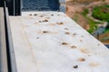 Pigeon droppings on the windowsill Royalty Free Stock Photo