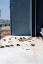 Pigeon droppings on the windowsill Royalty Free Stock Photo